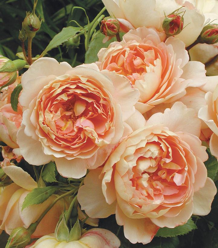 Image Credit: David Austin Roses