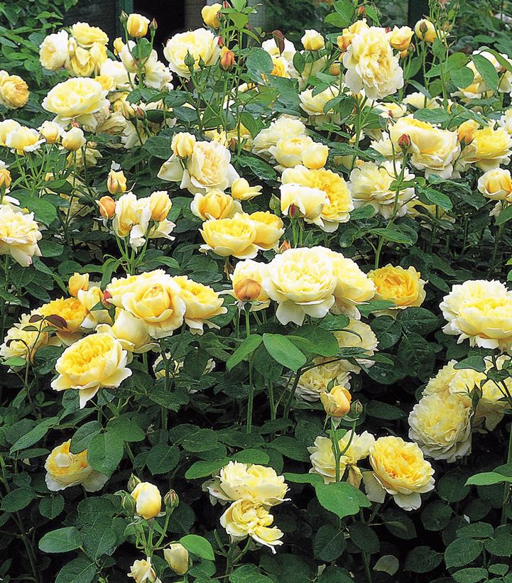 Image courtesy of David Austin