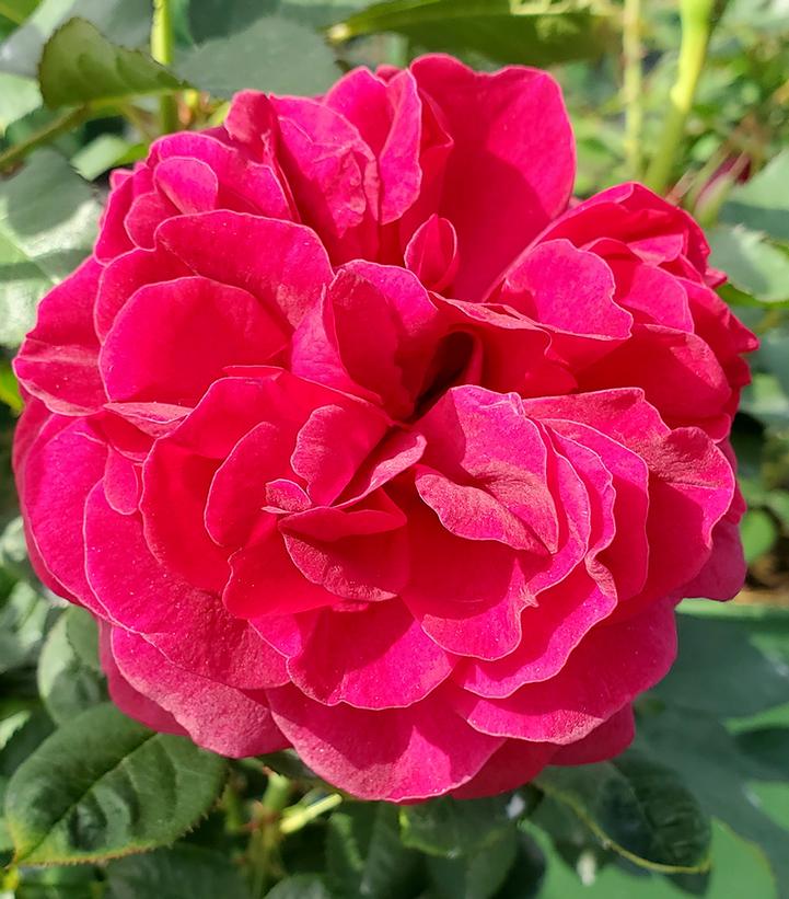 Image Credit: Prides Corner Farms