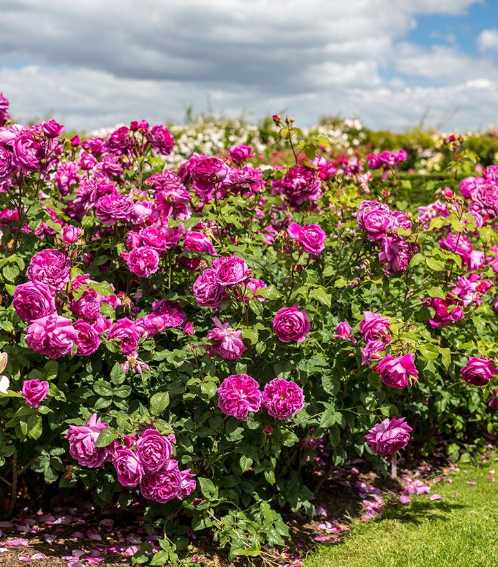 Image Credit: David Austin Roses