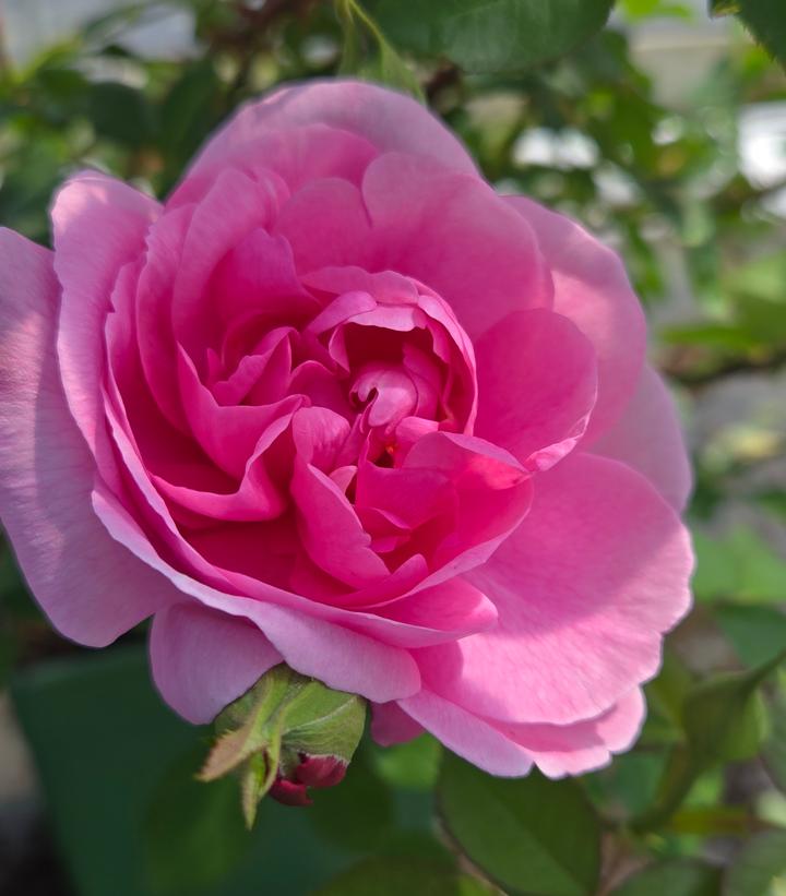 Image Credit: Prides Corner Farms