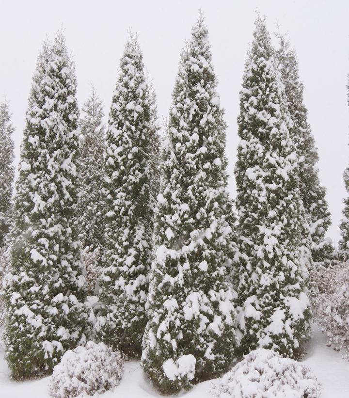 Image Credit: Spring Meadow Nursery