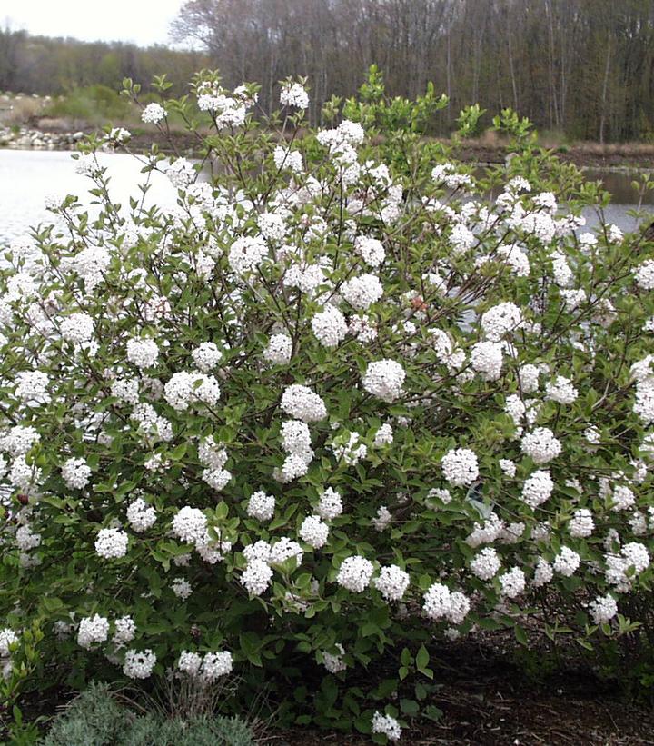 Viburnum carlesii - Korean Spice Viburnum from Prides Corner Farms