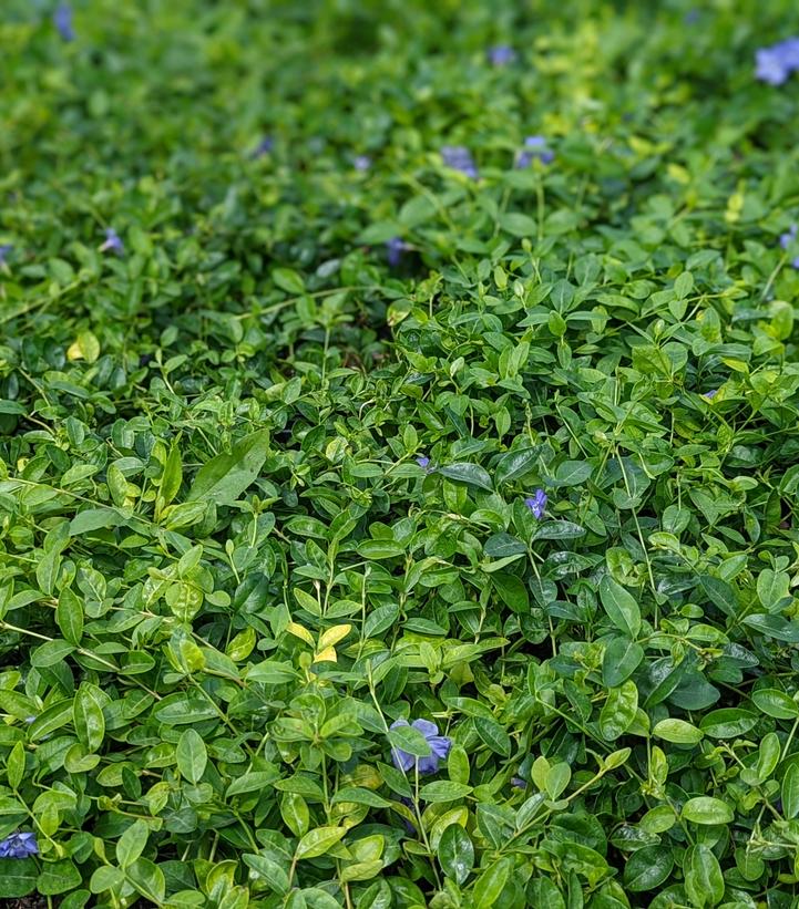Image Credit: Prides Corner Farms
