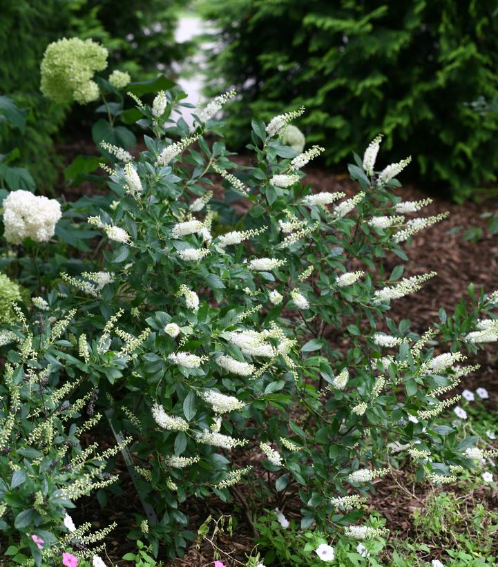 Image Credit: Spring Meadow Nursery