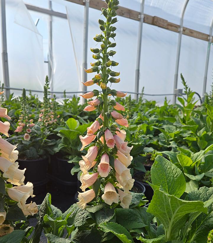Image Credit: Prides Corner Farms