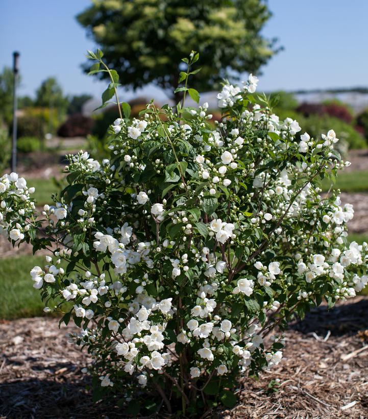 Image Credit: Bailey Nurseries