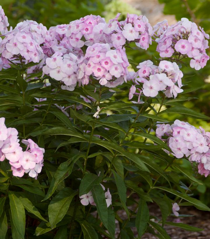 Image Credit: Bailey Nursery