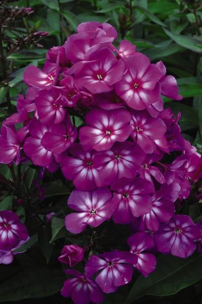 Image Credit: Bailey Nursery