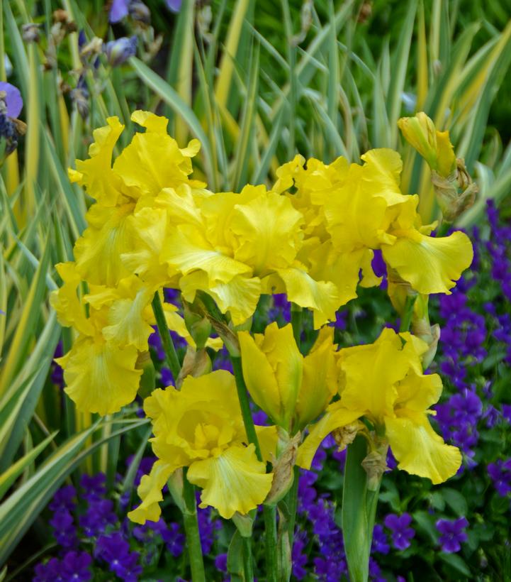 Image Credit: Walters Gardens