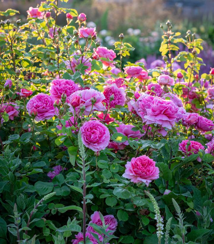 Image Credit: David Austin Roses