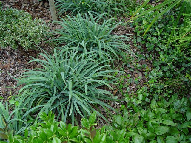 Carex laxiculmus 'Bunny Blue™ (Hobb)' - Bunny Blue™ Sedge from Prides Corner Farms