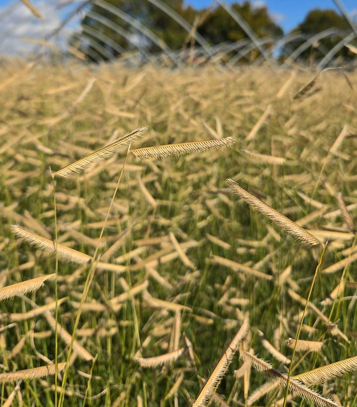 Image Credit: Prides Corner Farms