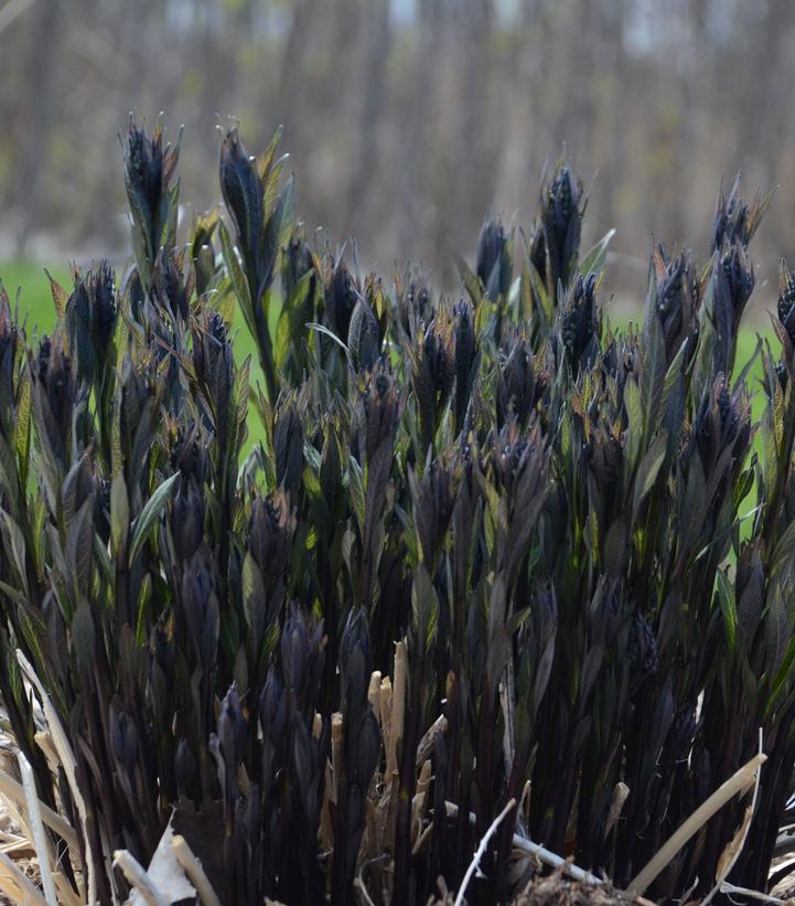 Image Credit: Walters Gardens