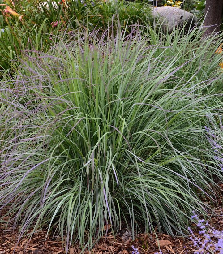 Image Credit: Walters Gardens