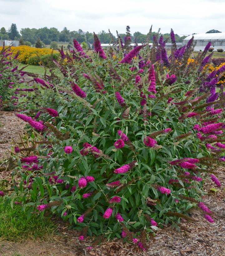 Image courtesy of Walters Gardens