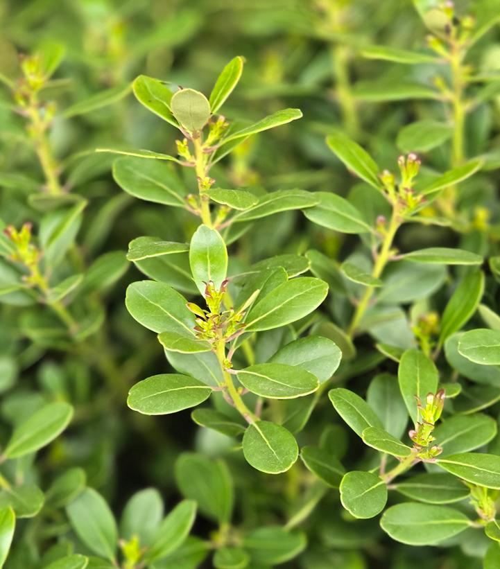 Image Credit: Prides Corner Farms