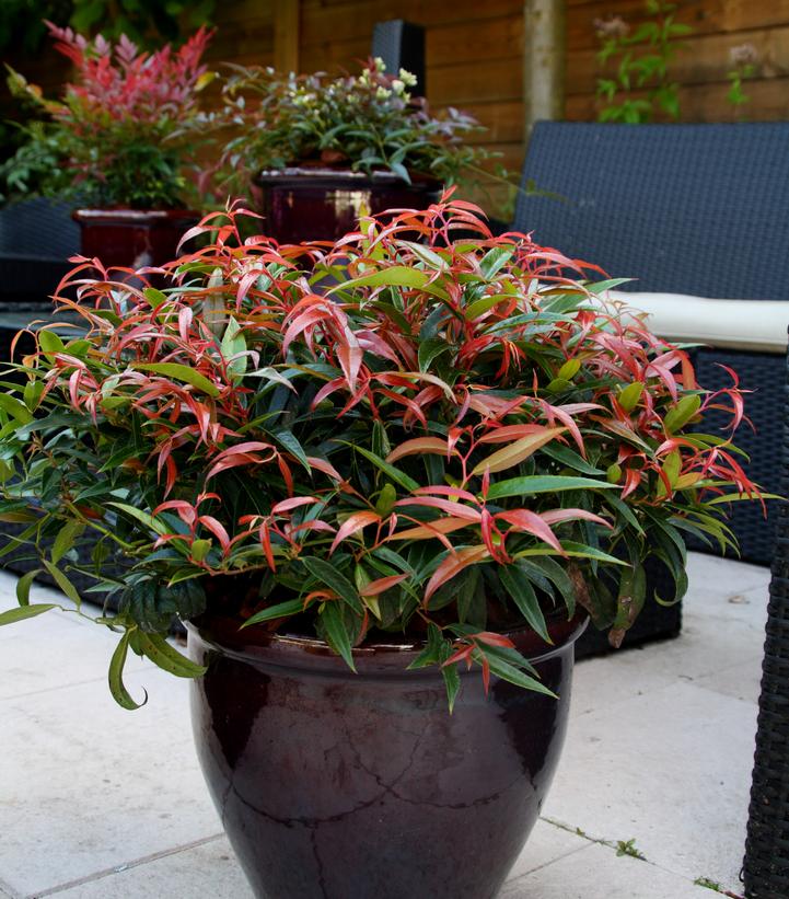 Image Credit: Concept Plants