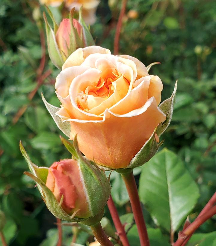 Image Credit: Prides Corner Farms