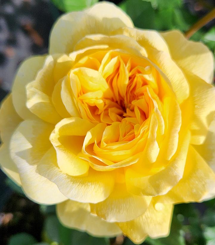 Image Credit: Prides Corner Farms