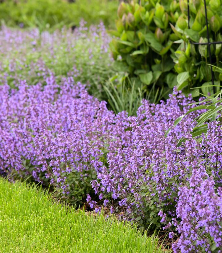 Image Credit: Walters Gardens