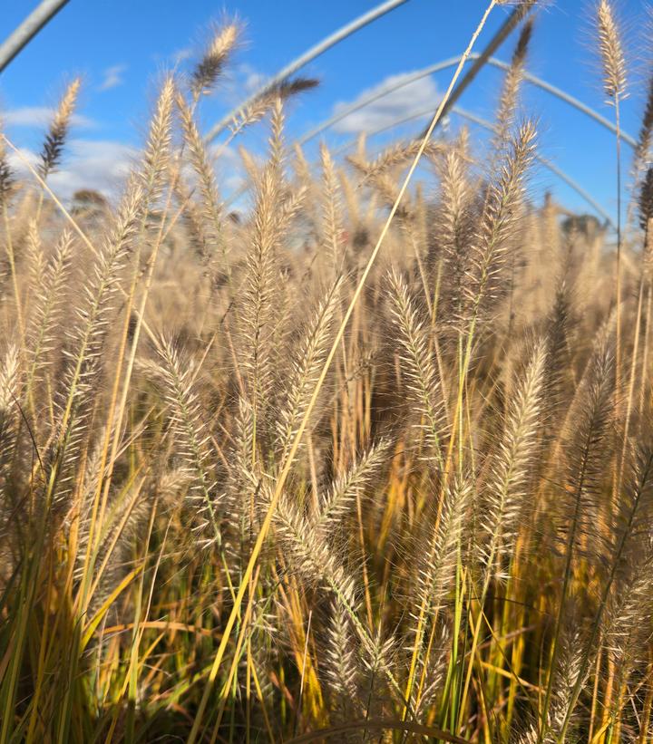 Image Credit: Prides Corner Farms