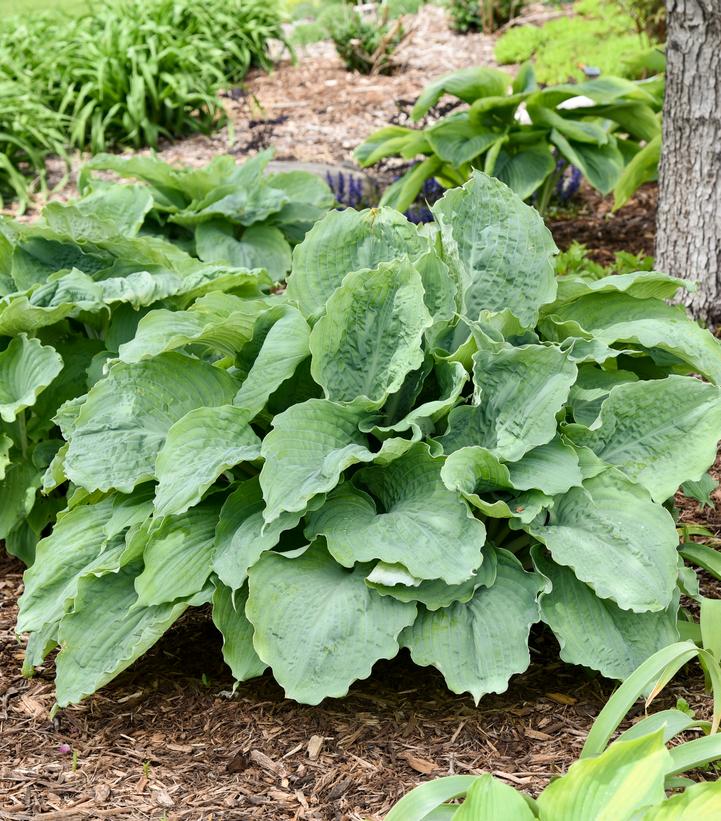 Image Credit: Walters Gardens