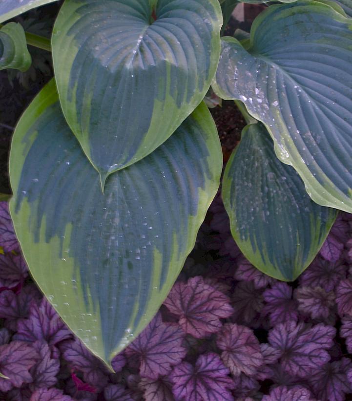 Image Credit: Walters Gardens