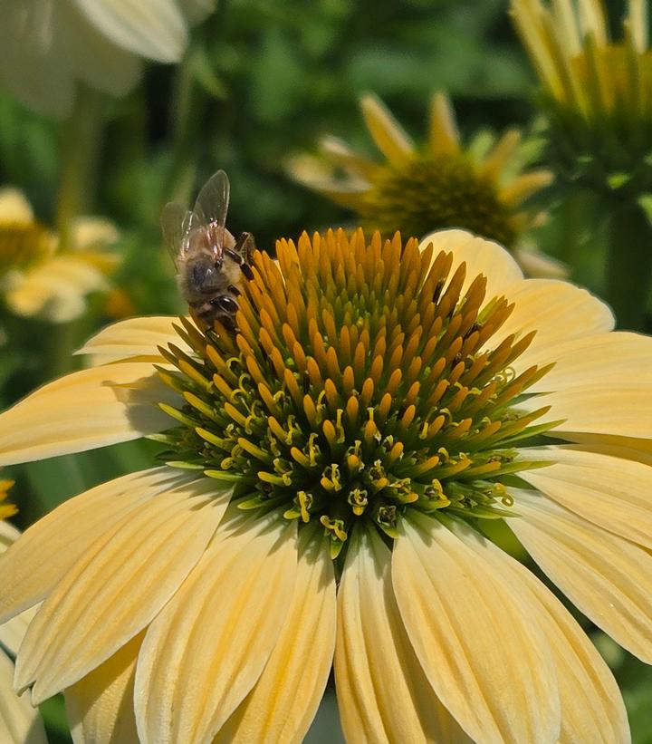 Image Credit: Prides Corner Farms