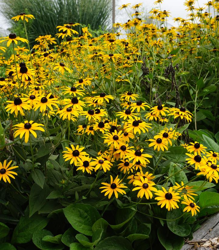 Image Credit: North Creek Nursery