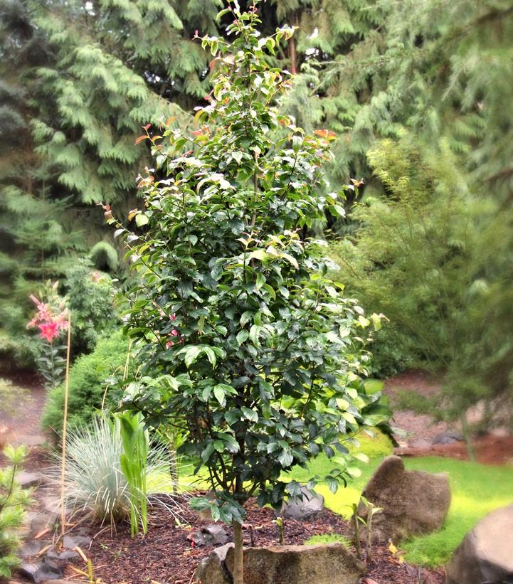 Image Credit: Spring Meadow Nursery