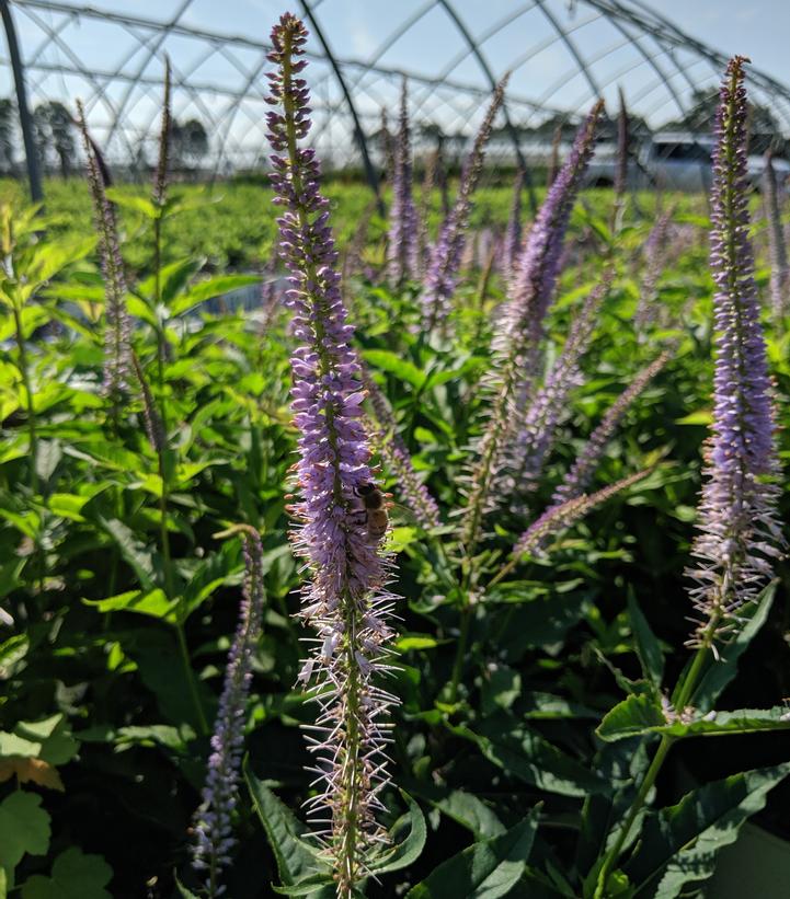 Image Credit: Prides Corner Farms