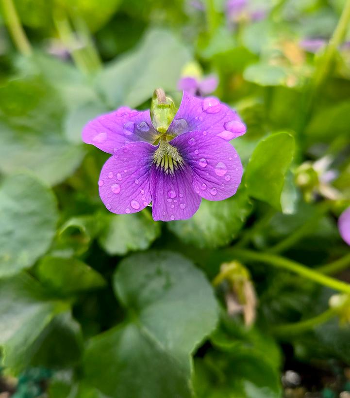 Image Credit: Prides Corner Farms