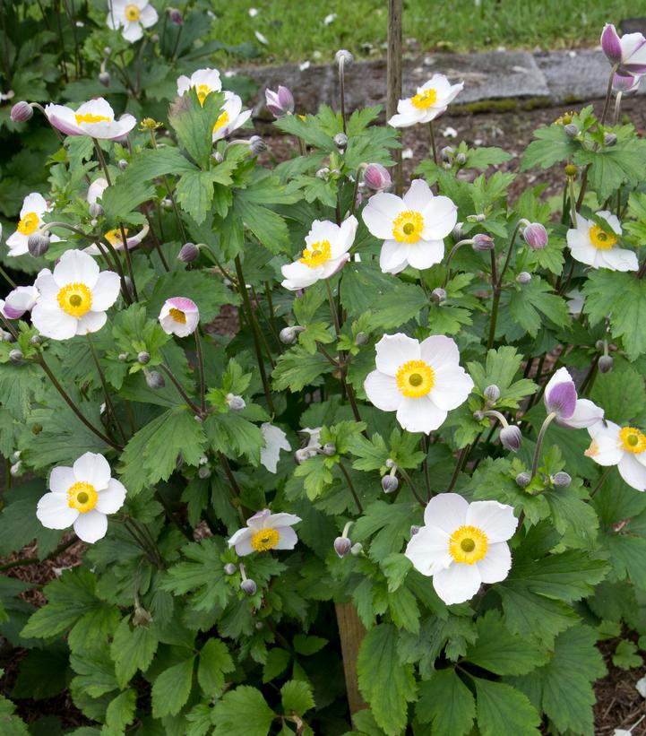 Image Credit: Creek Hill Nursery