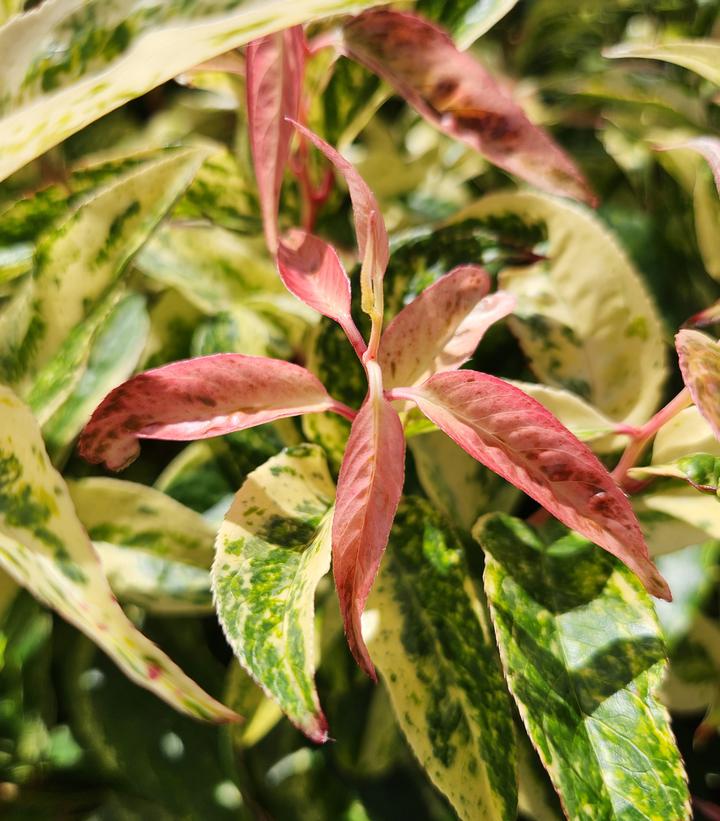 Image Credit: Prides Corner Farms