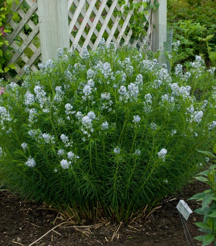 Image Credit: Walters Gardens