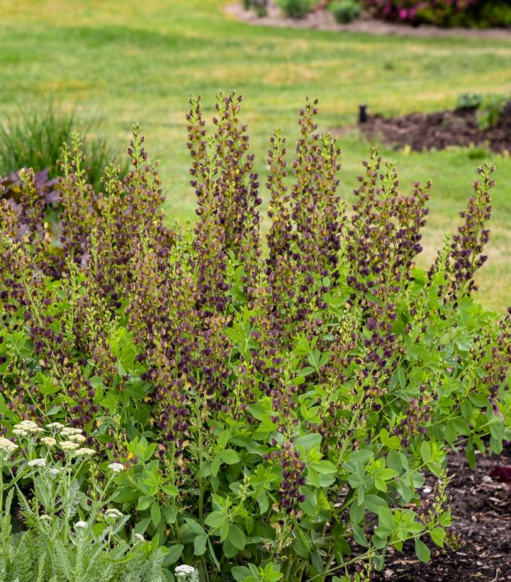 Image Credit: Walters Gardens