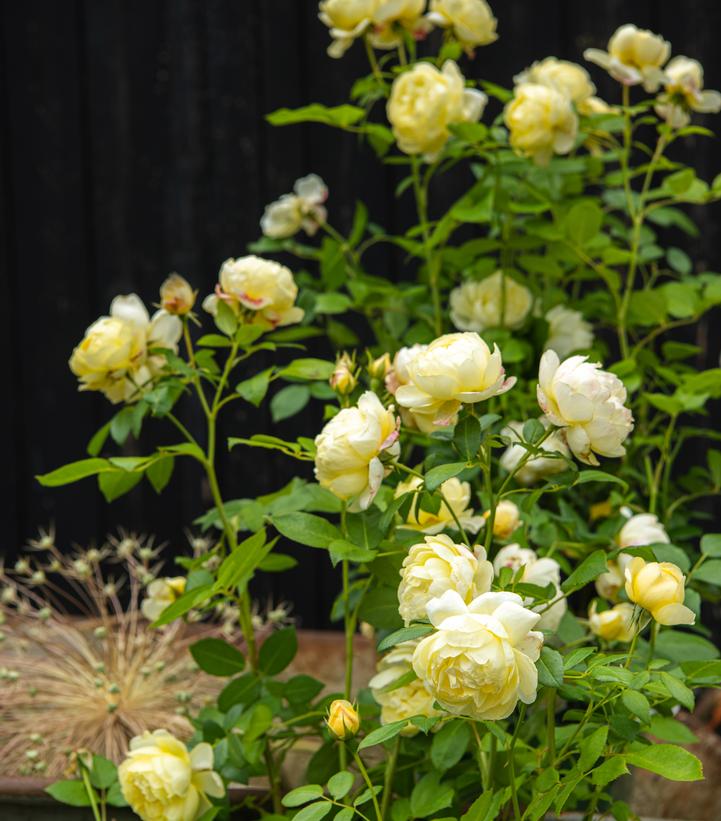 Image Credit: David Austin Roses