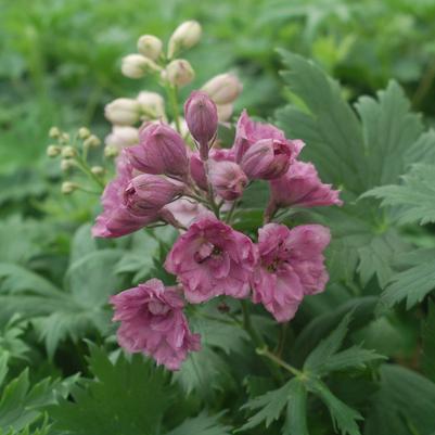 Delphinium 'New Millennium 'Pink Punch'' - Pink Punch Hybrid Bee Delphinium from Prides Corner Farms