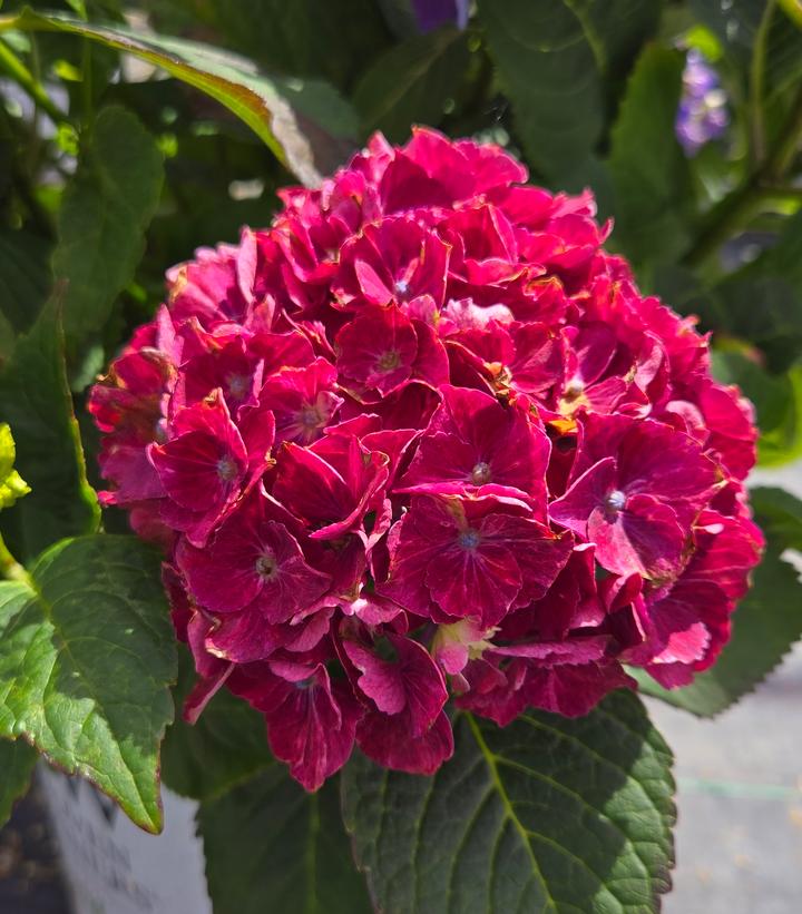 Image Credit: Prides Corner Farms