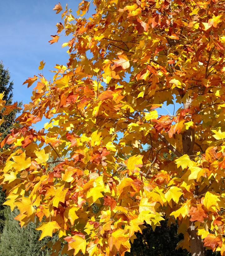 Image Credit: Bailey Nurseries