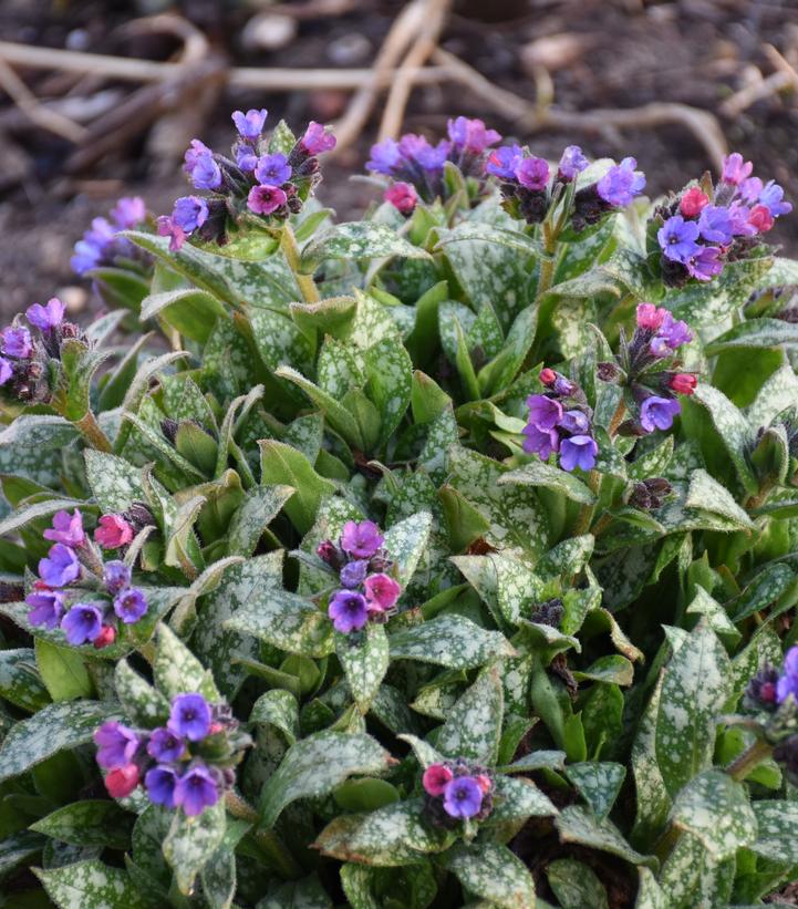 Pulmonaria hybrid 'Spot On'