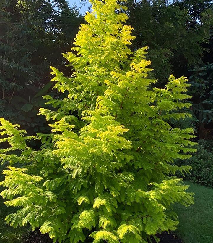 Image Credit: Plants Nouveau