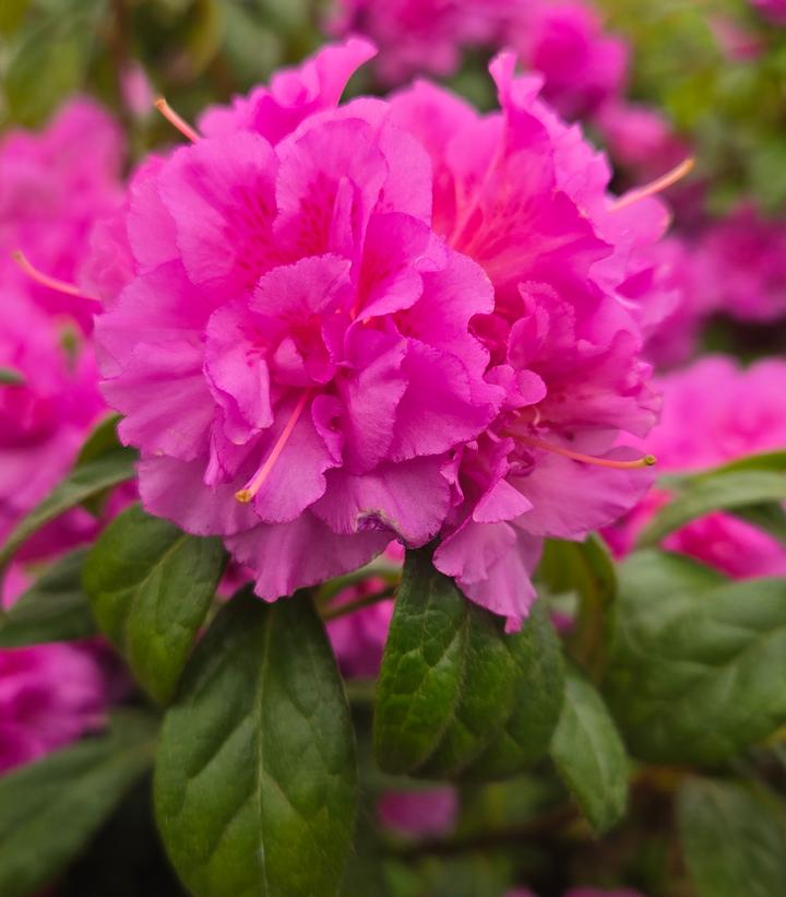 Image Credit: Prides Corner Farms