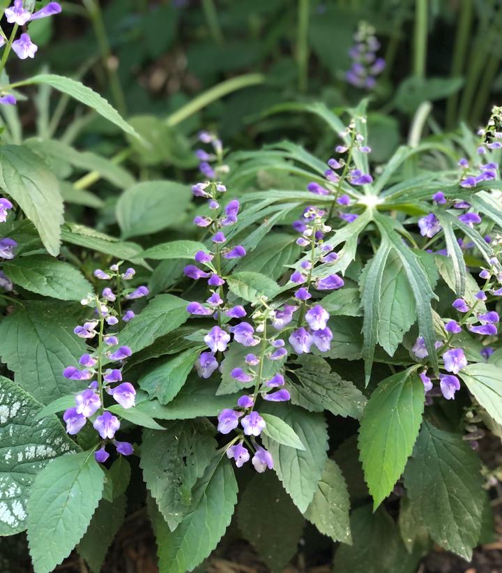 Image Credit: Plants Nouveau