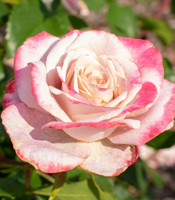 Image Credit: Ball Horticulture