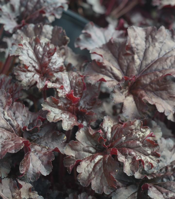 Image Credit: Prides Corner Farms