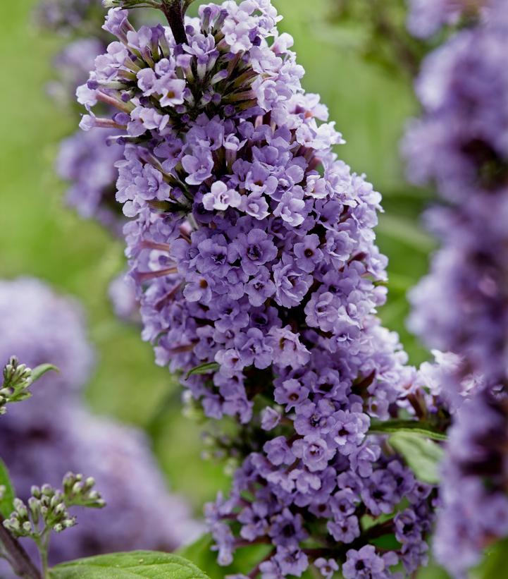 Buddleia ''High Five Purple''-photo courtesy of Concept Plants