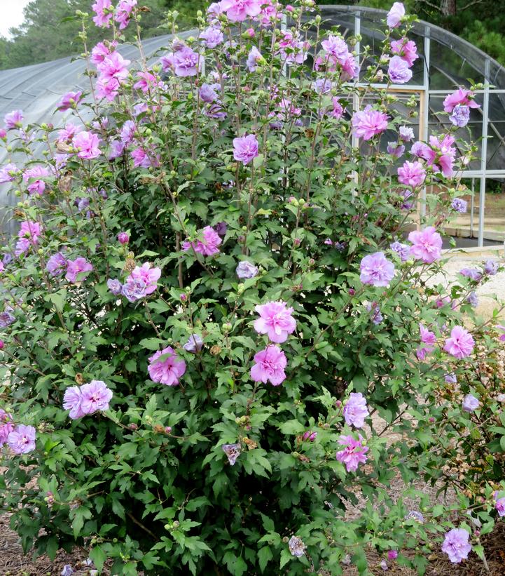 Image Credit: Bailey Nurseries
