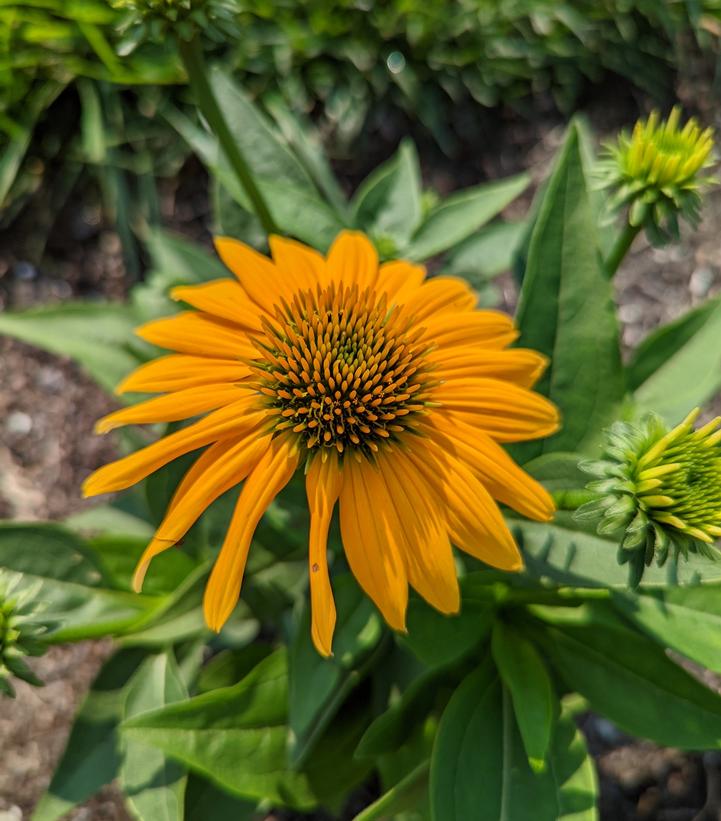 Image Credit: Prides Corner Farms
